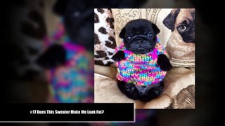 10 Tiny Animals In Tiny Sweaters That Will Make You Go Aww