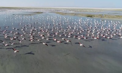 Tuz gölünde flamingo şöleni