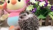Funny Hedgehogs  Cute Hedgehogs Being Funny Part 1 Funny Pets