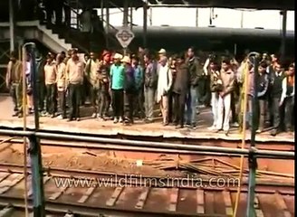 Railway track monkey rescue - animal heroics