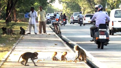 Street monkeys of Delhi
