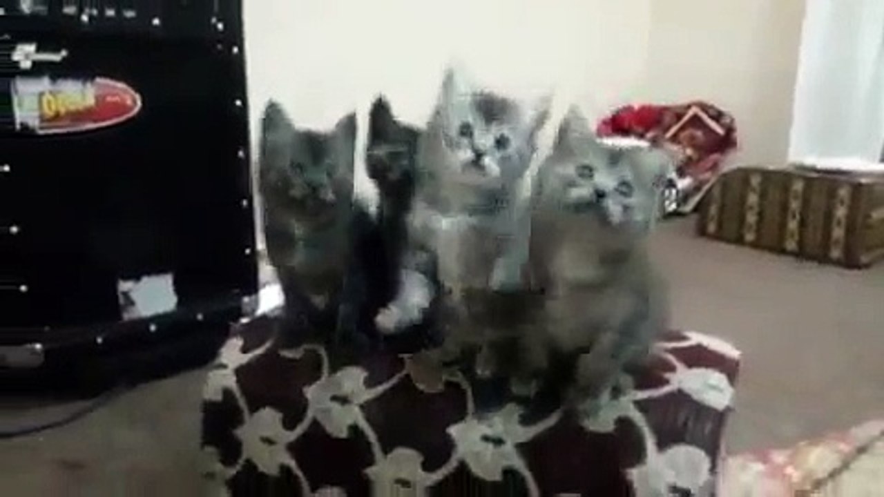Funny cats and indian song