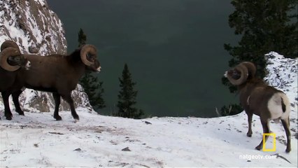 Big Horn Bash | Untamed Americas