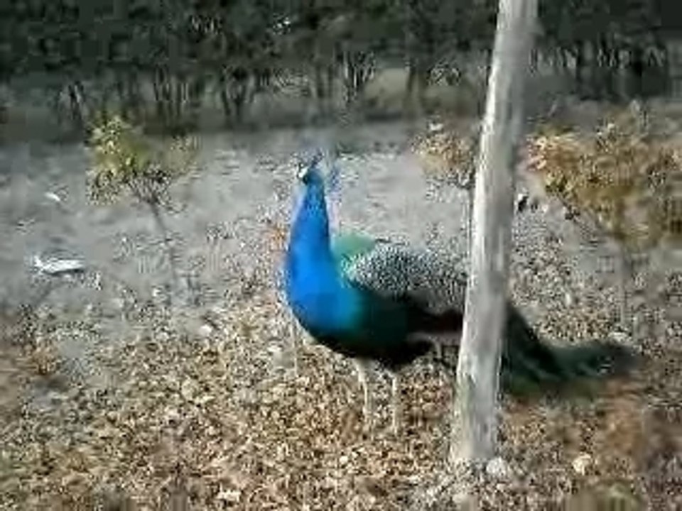 Pauni