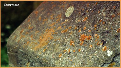 ノルマンディー上陸作戦 1/2