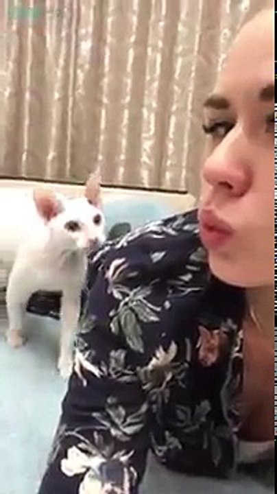 Funny Cat Rohan