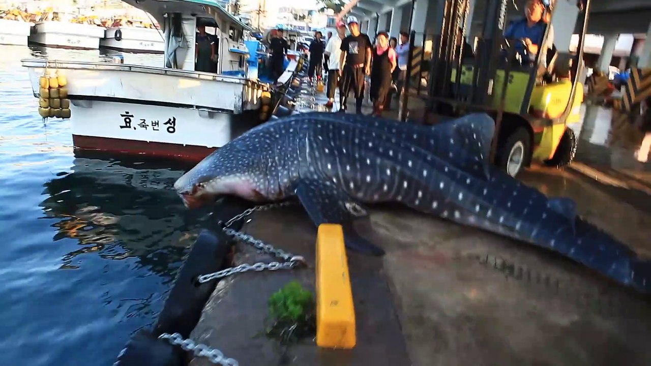 Remettre un requin baleine à l'eau