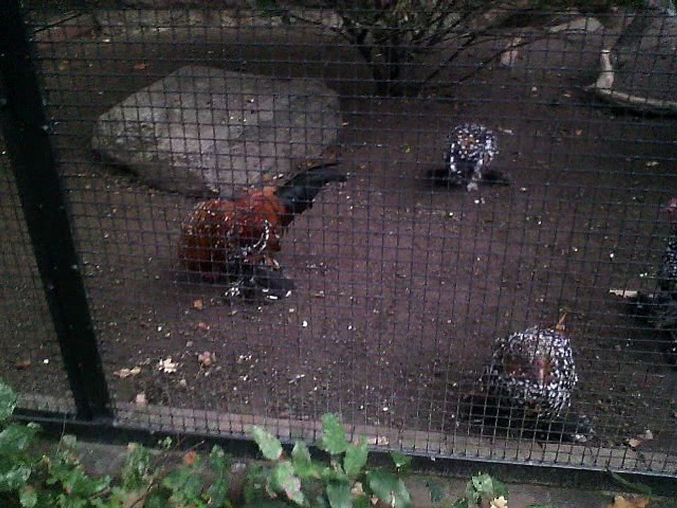 Zoo in Berlin , Germany