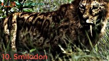 TOP 10 DEADLIEST BIG CATS IN ALL TIME || Liger, Smilodon, Siberian, Bengal Tiger, Leopard...