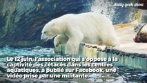 Une pétition pour libérer un ours polaire du Marine Land d'Antibes