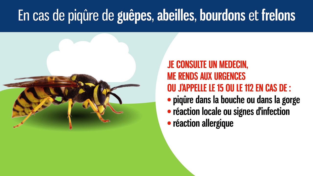 Pendant l’été, gare aux piqûres et aux morsures