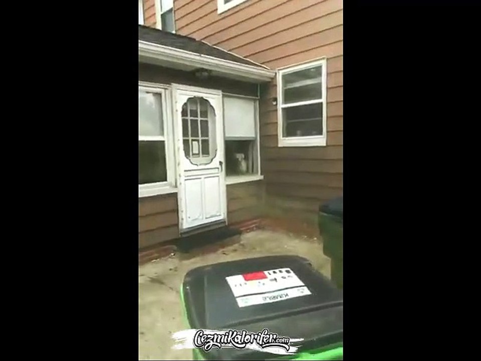 Korkunçlu Kadın Kıvamında Ev Koruyan Köpek