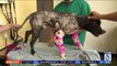 Dog Found Tortured, Nearly Dead on California Road Making Incredible Recovery