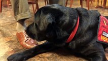 3-Year-Old Black Lab Supports Grieving Families at Indiana Funeral Home