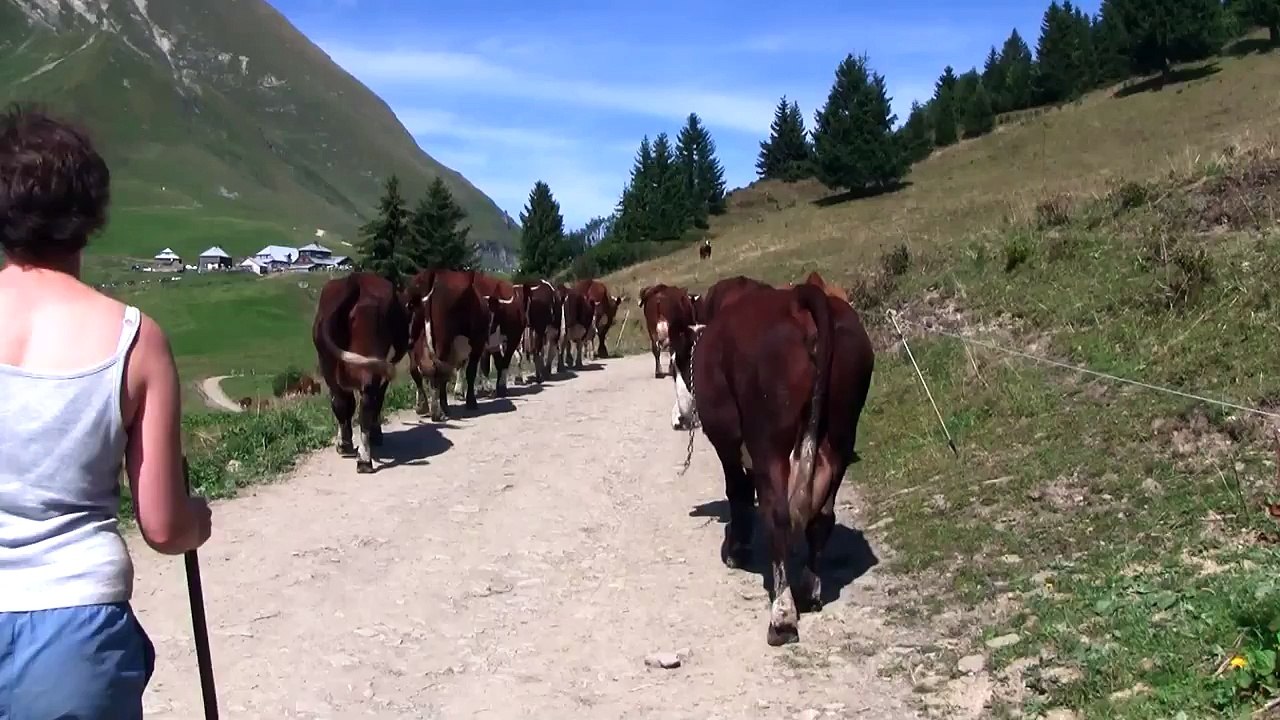 French Alps, France   Herding Cows, Col des Annes
