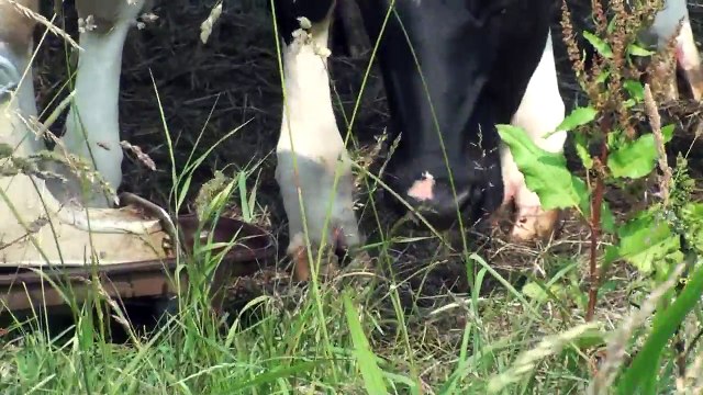 Dorstige Hollandse koeien. Thirsty Dutch cows