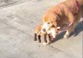 Golden Retriever Never Forgets Her Stuffed Toy When She Goes for Walks