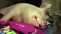 PIG SNORES