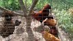 Padovana Chicken - Hens, Roosters & Smalles Chicks