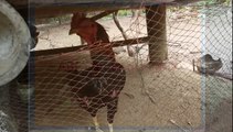 Chicken Eat | Chicken Eating | Chicken Farm | Chicken Fight | Chicken For Food