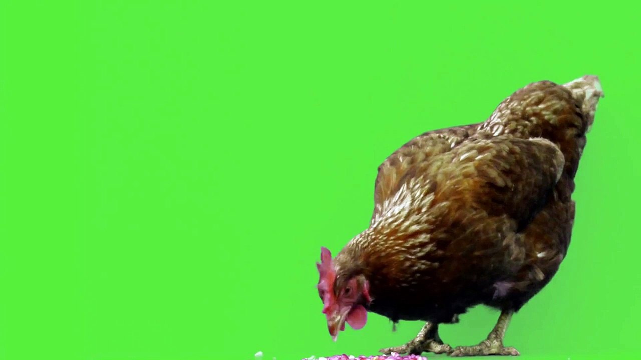 Chicken on Green screen