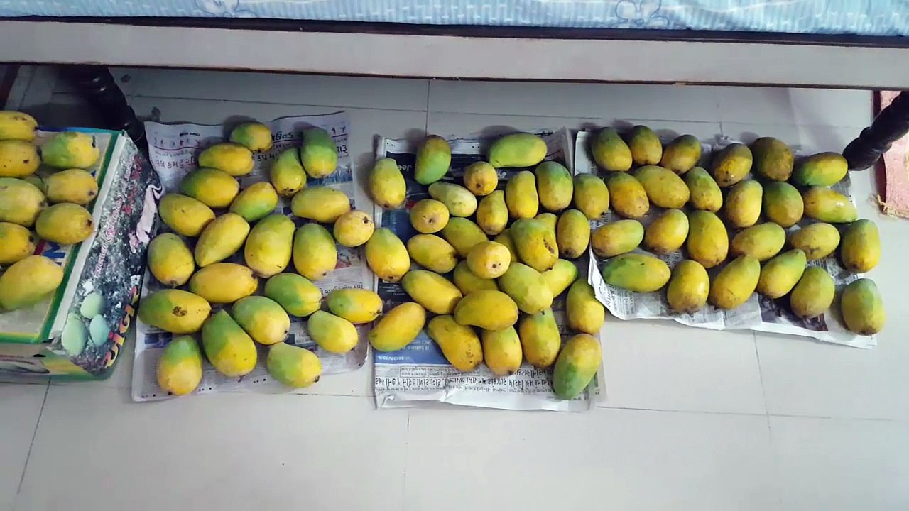 How to store Mangoes for more than a year - हाउ टू स्टोर मॅंगोस फॉर मोर दॅन ए येअर - एक वर्ष से अधिक समय तक मैंगो कैसे स्टोर करें