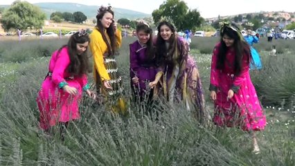 Karesi'de lavanta hasadı yapıldı