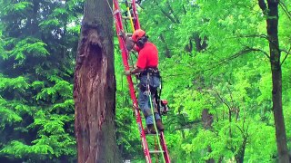 Dangerous Tree Removal