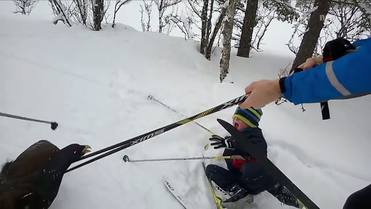 Mad Tjur/Capercaillie/Wood Grouse attacks skiing kids in Norway