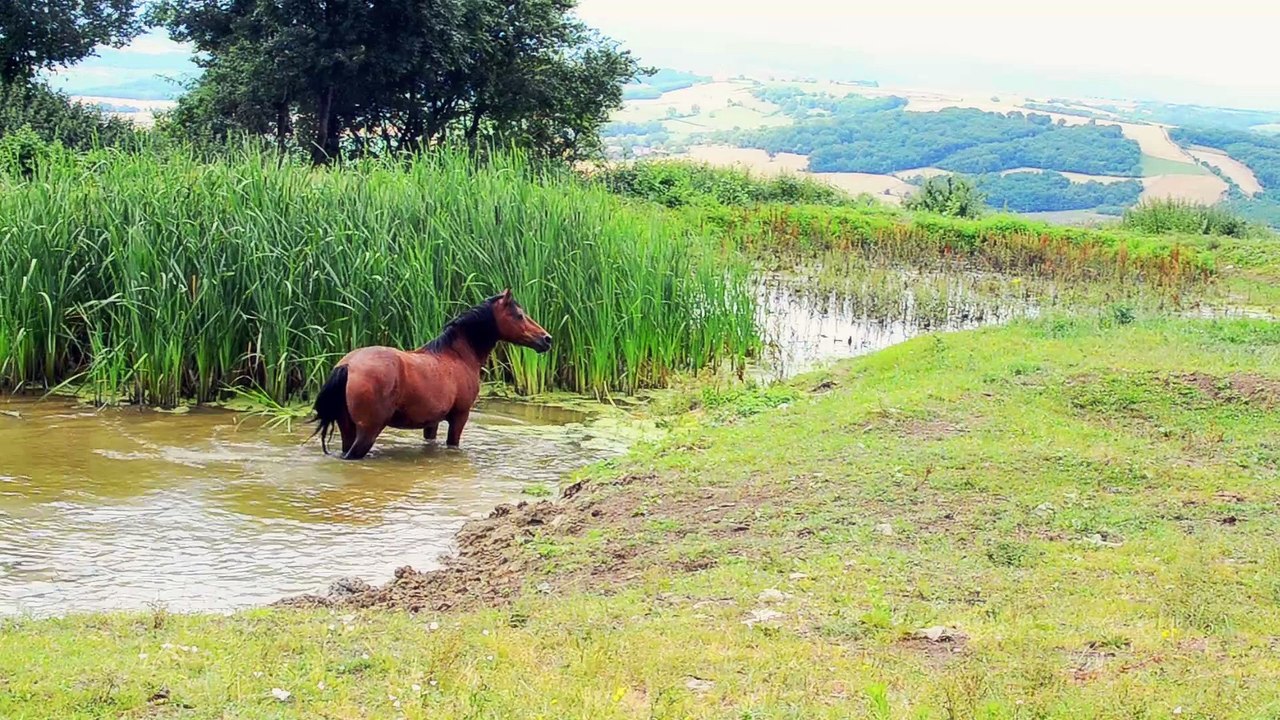A cheval… d’Auvergne