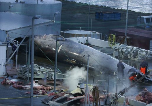 Endangered Blue Whale Illegally Slaughtered by Icelandic Whalers, Claim Activists