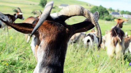 Des chèvres d’altitude