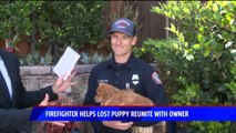 Firefighter Out for a Jog Helps Reunite Lost Dog with Owner