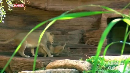 Üçüz aslan yavruları ilk kez güneşle buluştu