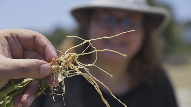 How to produce a bigger biodiversity of corn crops?