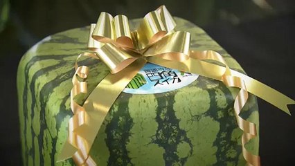 Japonya'nın küp karpuzları 90 dolara alıcı buluyor