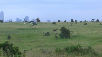 Sayıları giderek azalan siyah gergedanlar için Kenya'da yoğun çaba