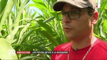 Agriculture : les petites bêtes à la rescousse