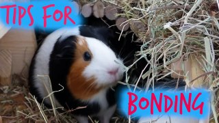 Tips For Bonding With Your Guinea Pigs