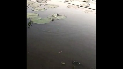 Catching Largemouth Bass