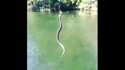 Craziest Fishing Moment. Catching a Snake With a Frog