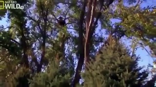 The American Bald Eagle - Wildlife Documentary