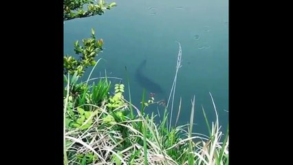 Excellent Fishing Bait for  Bass