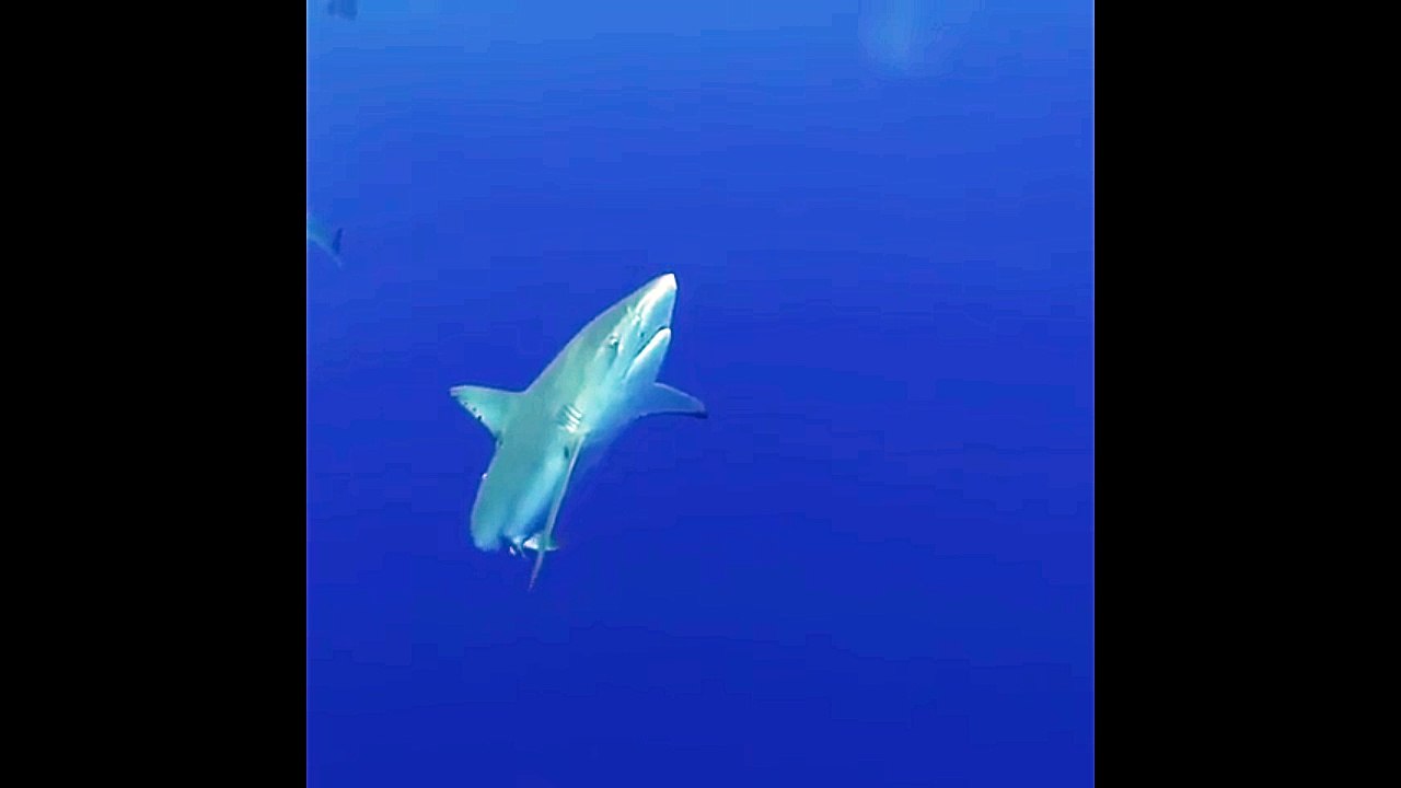 Shark and Pineapple