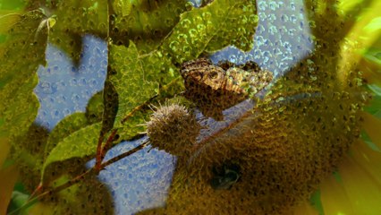 Microdacism Rule #14 and Racism