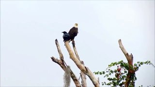 Crow Versus Bald Eagle