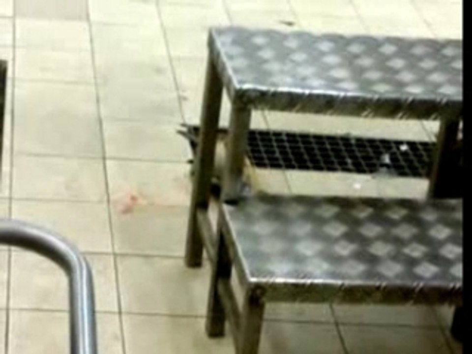 Peştele sinucigaş