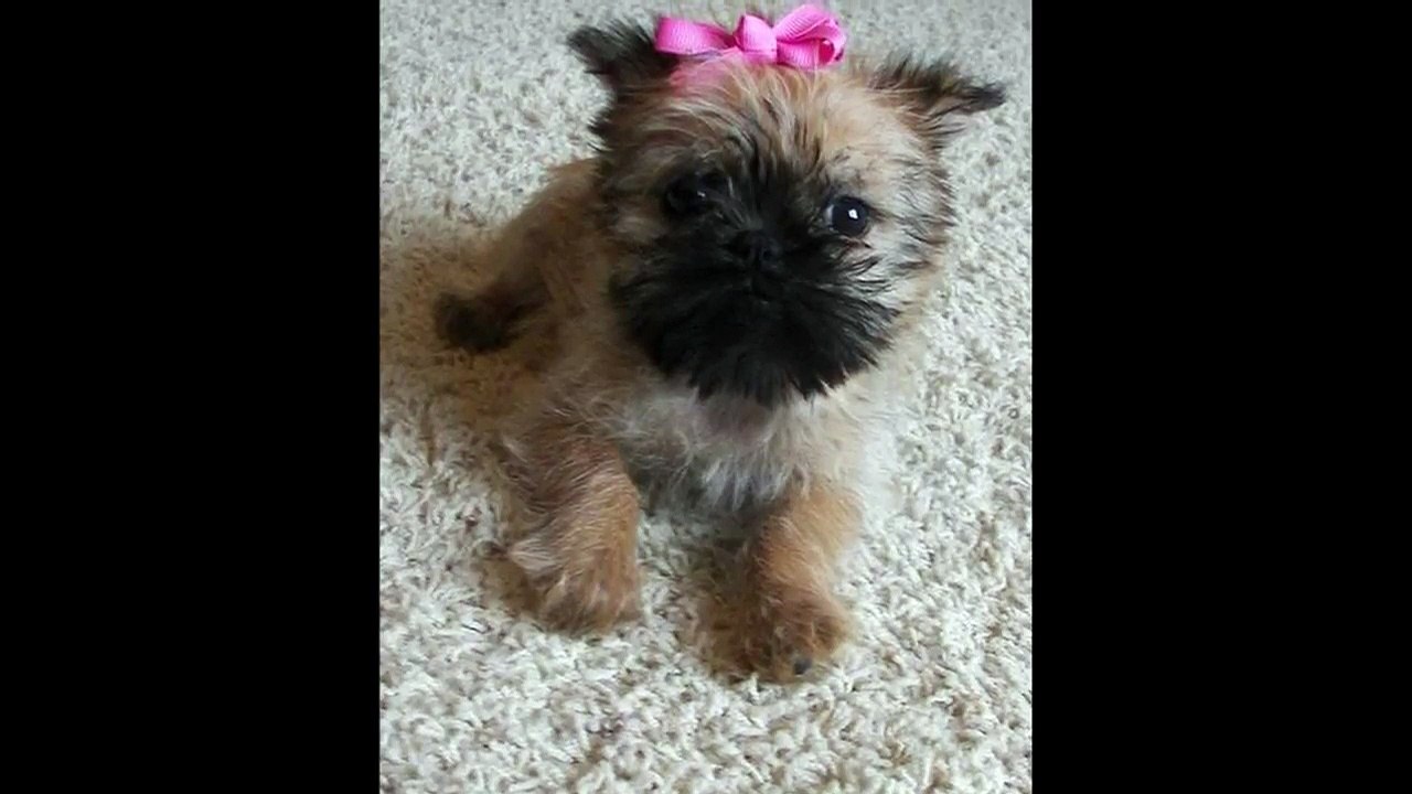 brussels griffon puppies