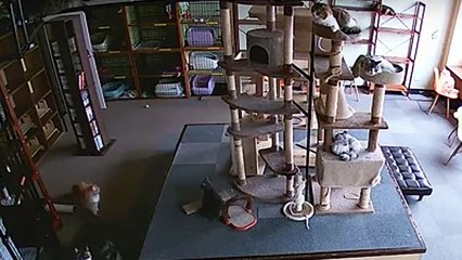 Cats Can Sense Earthquakes?