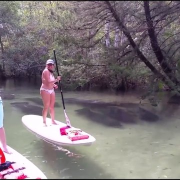 Des dizaines de gros lamantins passent sous ces touristes en paddle board
